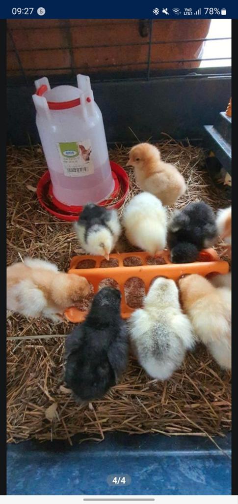 Poussins Brahma nouveau-nés, Animaux & Accessoires, Plusieurs animaux, Poule ou poulet