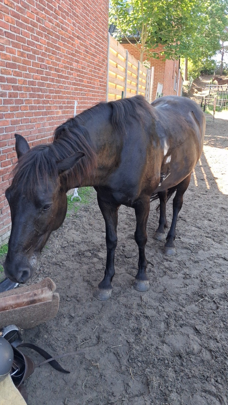 Lieve ruin, Dieren en Toebehoren, Paarden, Ruin