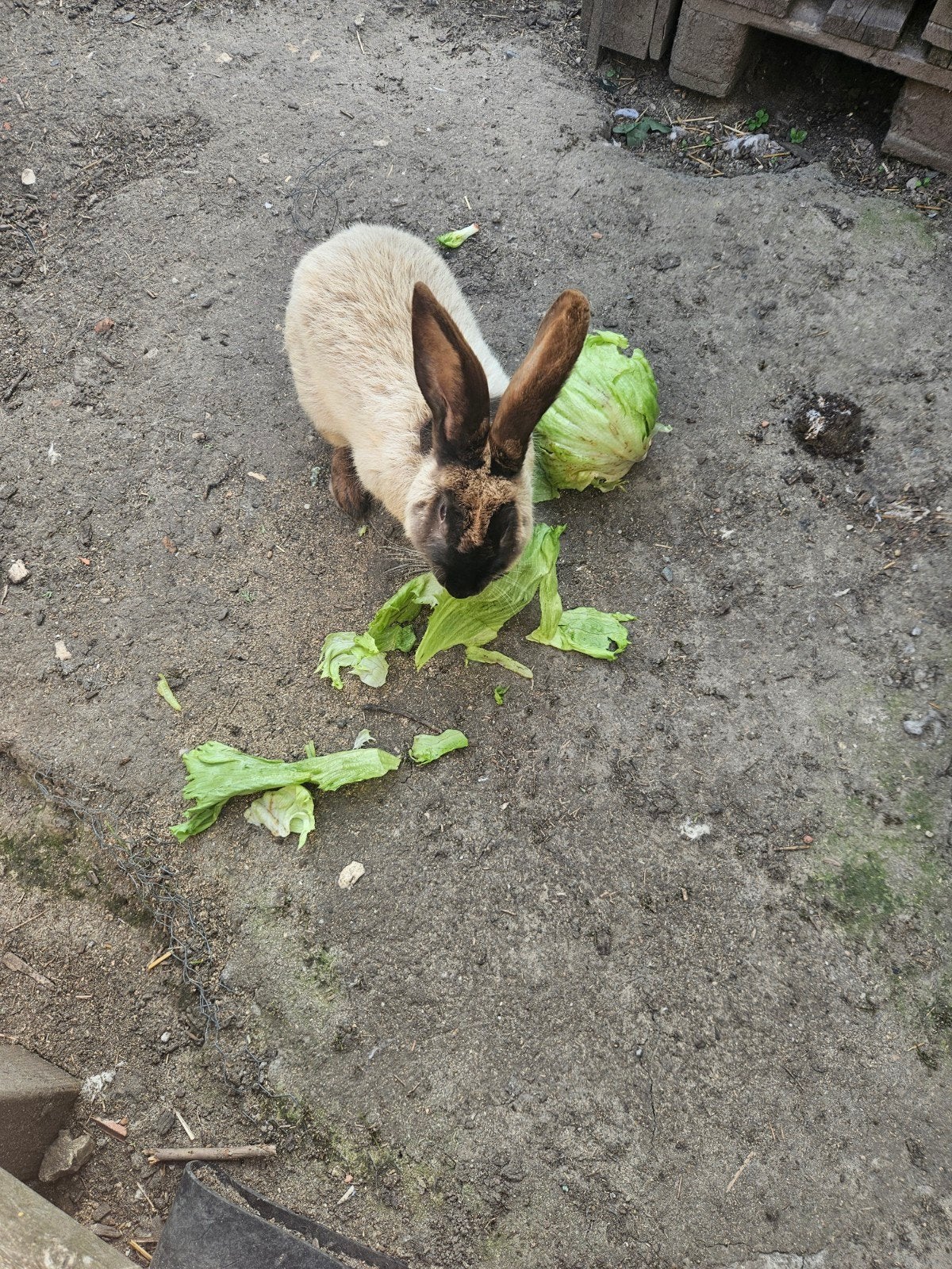 Duitse reus rammelaar, Dieren en Toebehoren