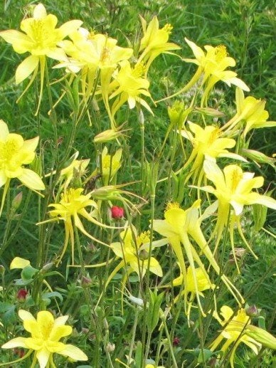Aquilegia chrysantha, Ophalen