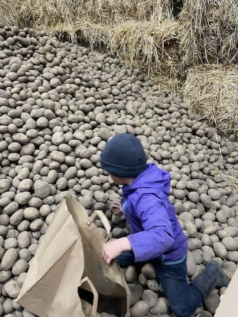 aardappelen, Zakelijke goederen, Ophalen of Verzenden