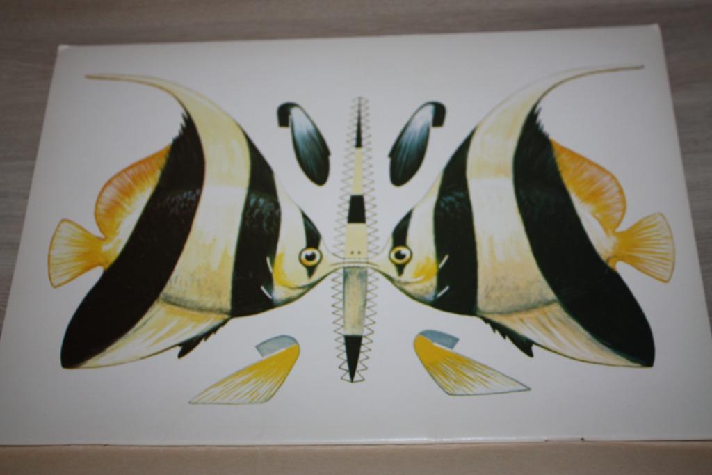 3 D vouwbladen tropische vissen +- 19 cm gebouwd, Boeken, Ophalen of Verzenden, Zo goed als nieuw, Overige onderwerpen, Geschikt voor kinderen