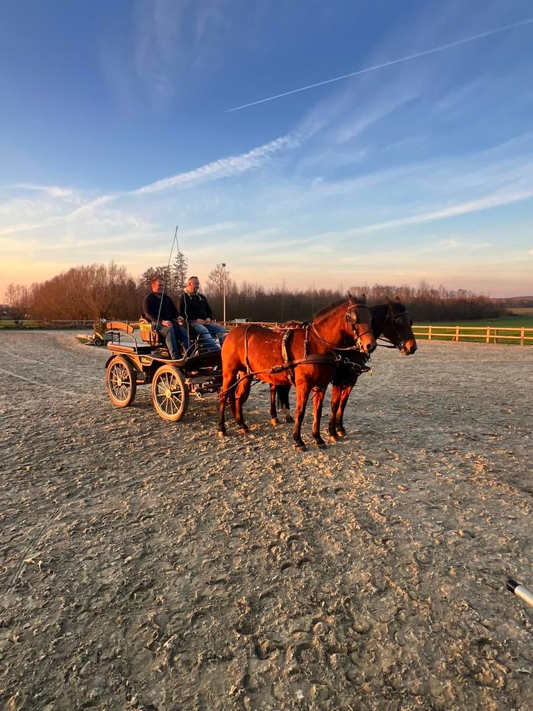 Tweespan paarden, Ophalen, Zo goed als nieuw, Recreatie