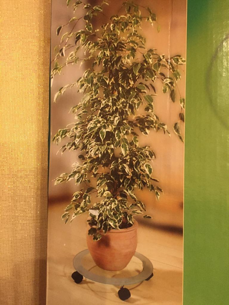 Rouleau pour plantes en verre Gardenline sur 4 roues Nouveau, Maison & Meubles, Plantes d'intérieur, Enlèvement