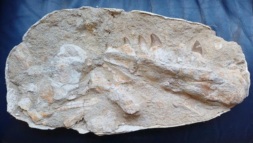 Mâchoire de mosasaure + fragments d'os dans matrice, Enlèvement ou Envoi, Fossile