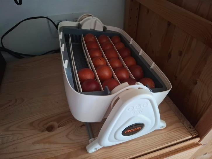 Œufs à éclore de Marans, Poule ou poulet