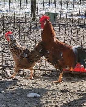 Porselein leghorn