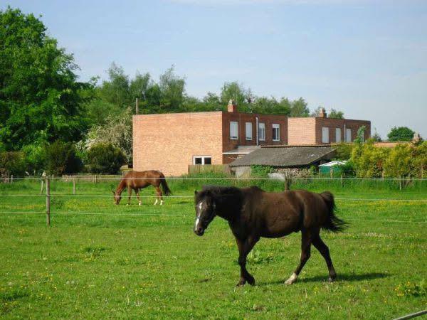 Pensionstalling - volpension. Boxen te huur, Dieren en Toebehoren, Stalling, 4 paarden of pony's of meer