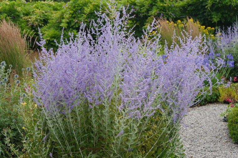 Perovskia, Tuin en Terras, Volle zon, Vaste plant, Zomer, Ophalen