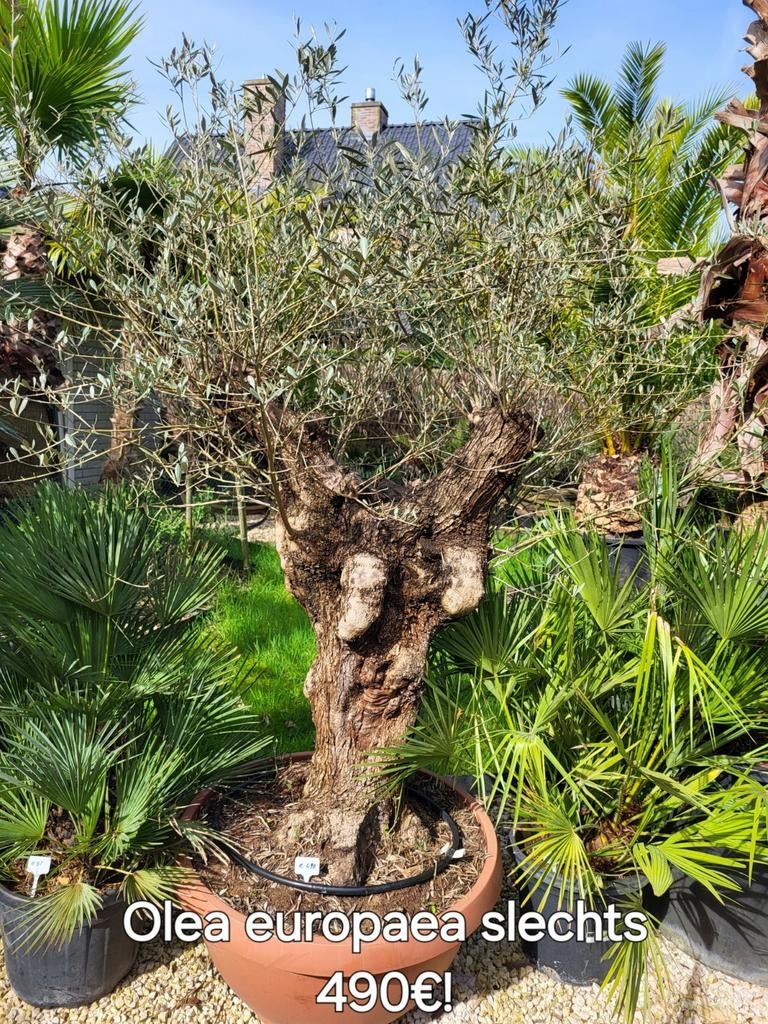 Olea europaea avec vieille tige, Enlèvement ou Envoi