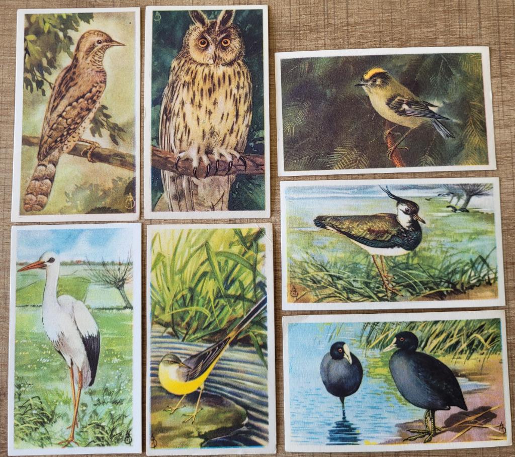 7 oude prentjes: vogelsoorten (Veen), Collections, Enlèvement ou Envoi, Utilisé, Animal, Gravure