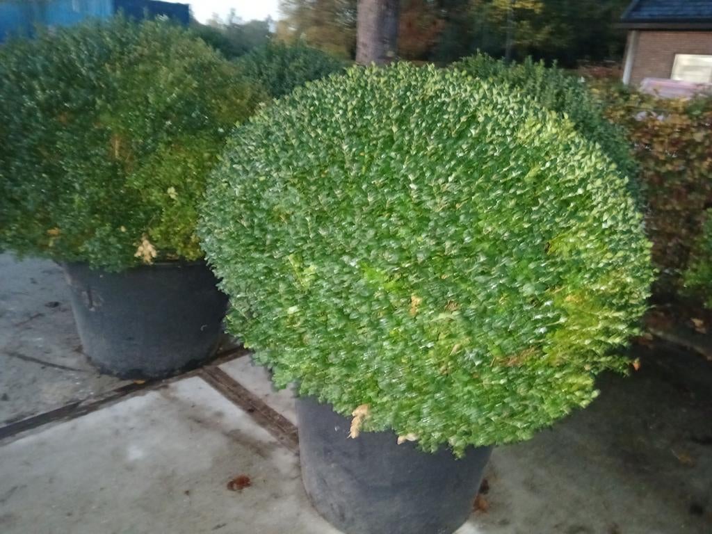 Buxus bollen in Pot, Ophalen, Buxus