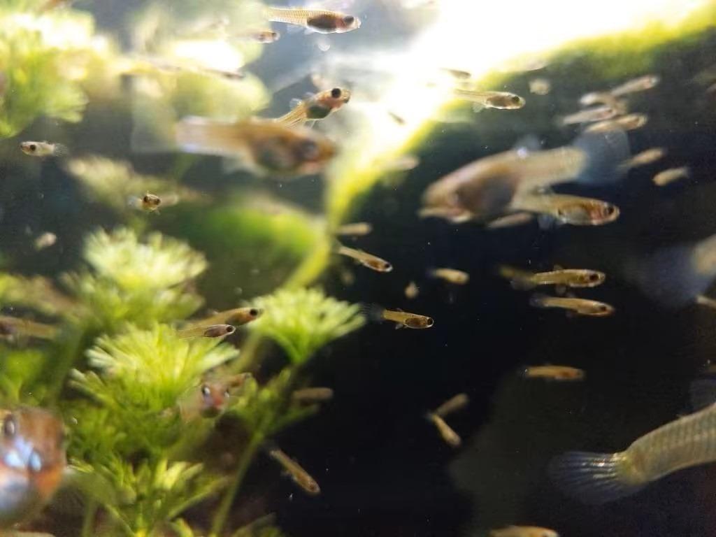 Endler Guppy kleintjes, Poisson, Poisson d'eau douce