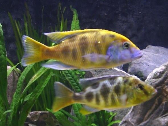 Nimbochromis venustus jongen