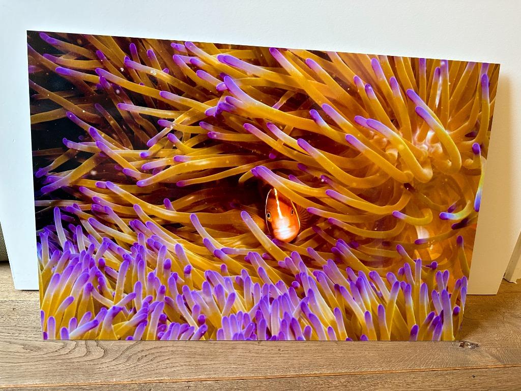 Foto kunstwerk Nemo, Oorspronkelijke maker, Nieuw, Ophalen of Verzenden, Foto of Poster