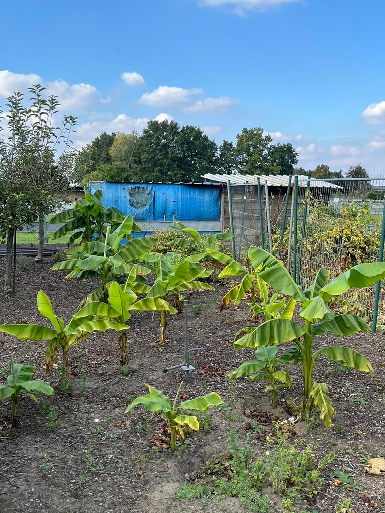 Bananenplanten, Tuin en Terras, Ophalen