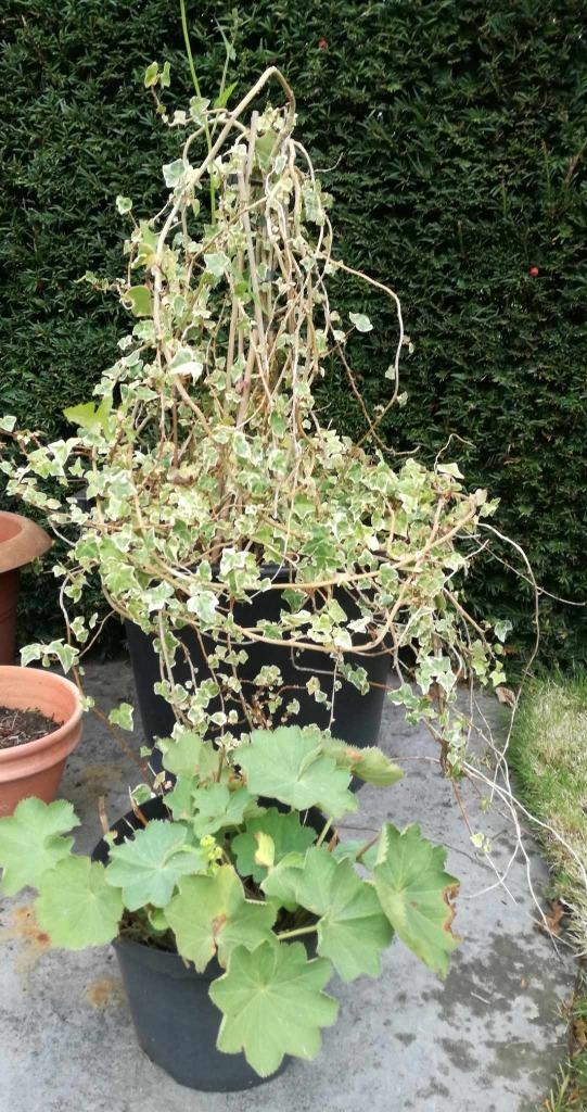 Klimop bonte kleuren in grote pot en vrouwenmantel, Tuin en Terras, Planten | Tuinplanten, Ophalen