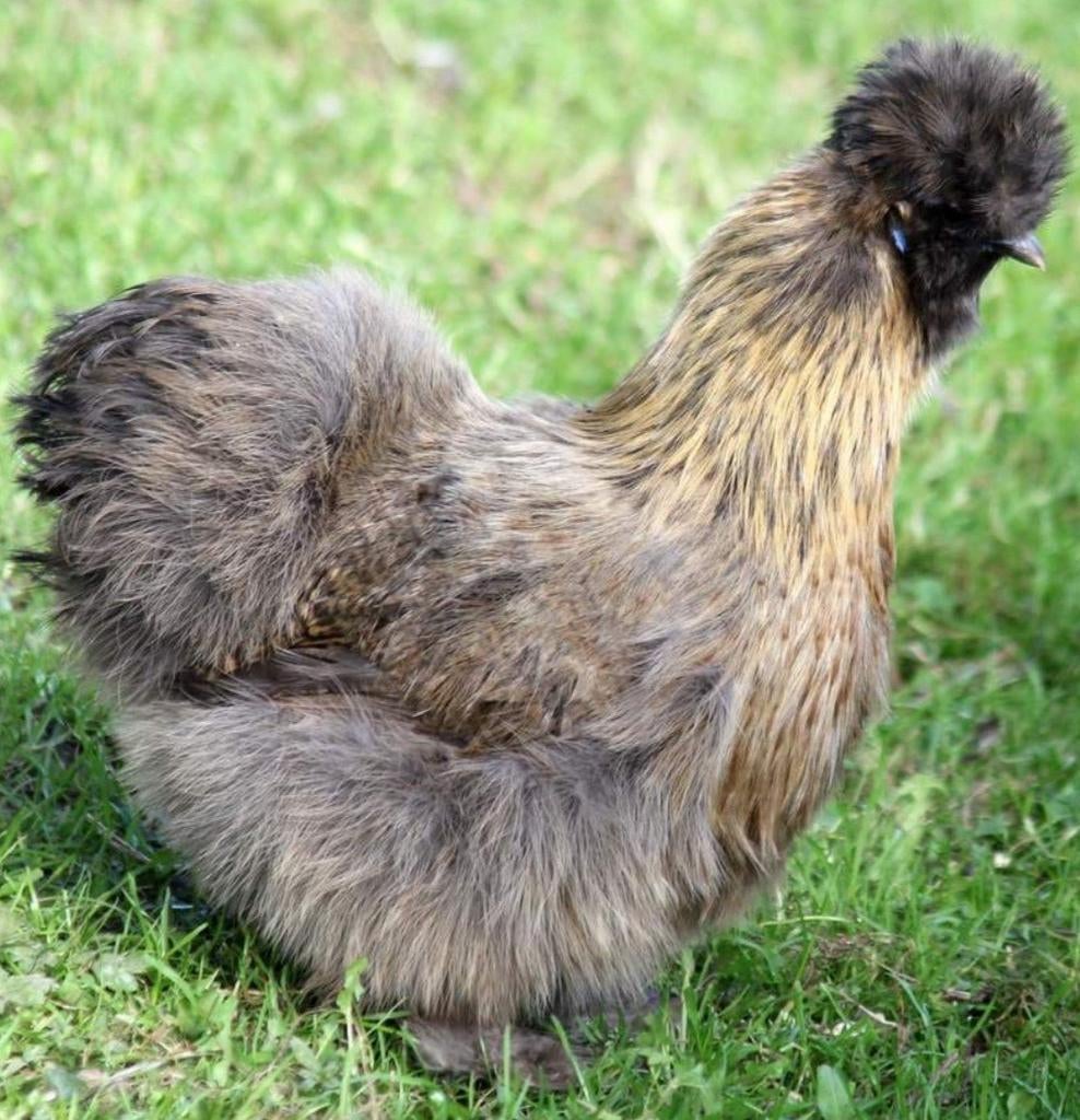 Krielkippen jonge hennen verschillende soorten beschikbaar, Femelle, Poule ou poulet