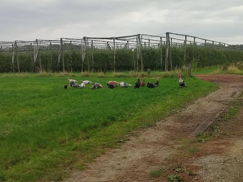 Kalkoenen, Dinde