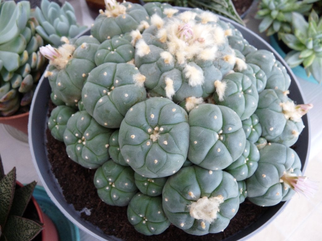 lophophora, Maison & Meubles, Plantes d'intérieur, Cactus, Moins de 100 cm, Plante à fleurs, Plein soleil, En pot, Enlèvement