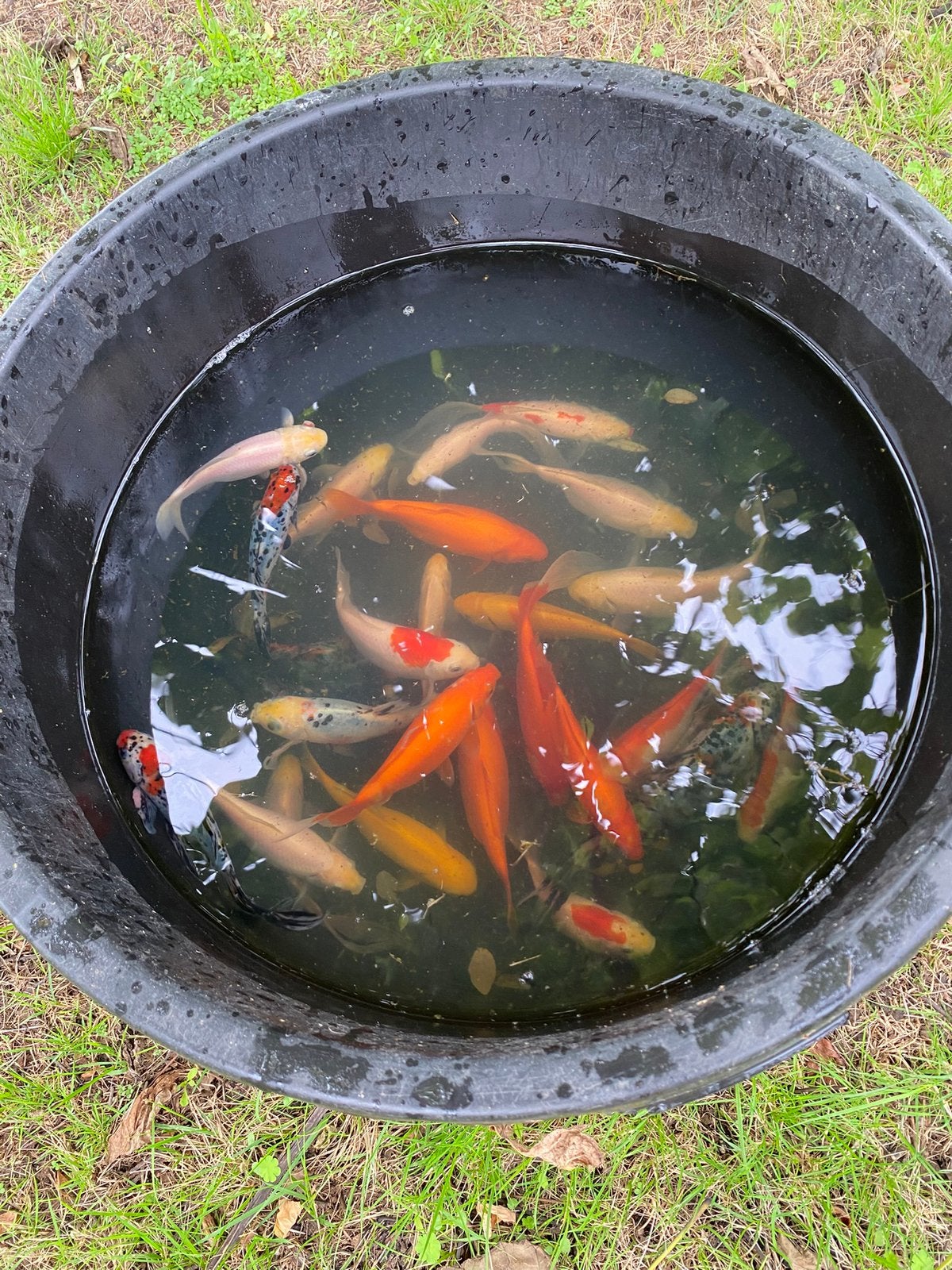 Vijver, Dieren en Toebehoren, Goudvis(sen)