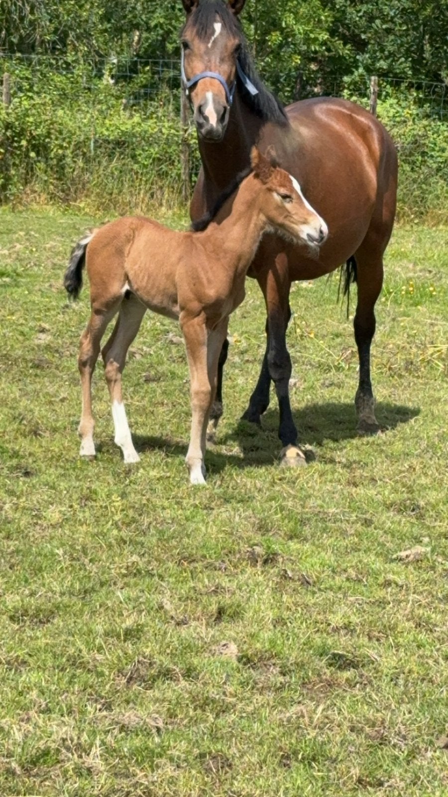 Drachtige kwpn fokmerrie van mosito vh hellehof, Dieren en Toebehoren, Merrie, Springpaard, Met stamboom, 7 tot 10 jaar