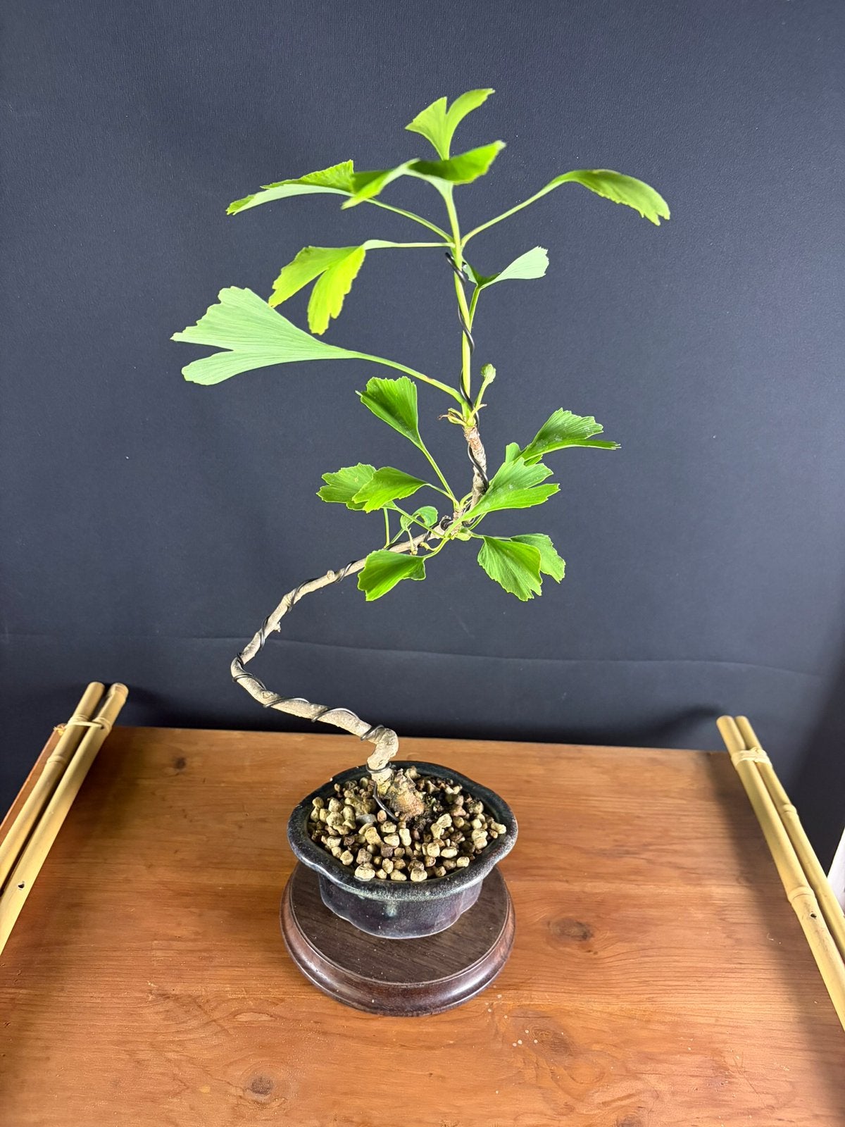 Bonsai Gingko, Tuin en Terras, Ophalen