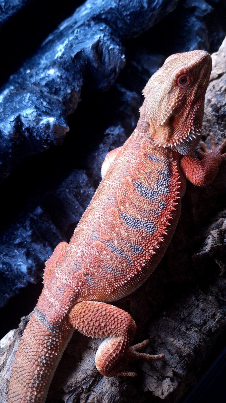 50% Red Monster Purple Tiger het. Witblits/Hypo Baardagaam, Hagedis, Tam, 0 tot 2 jaar