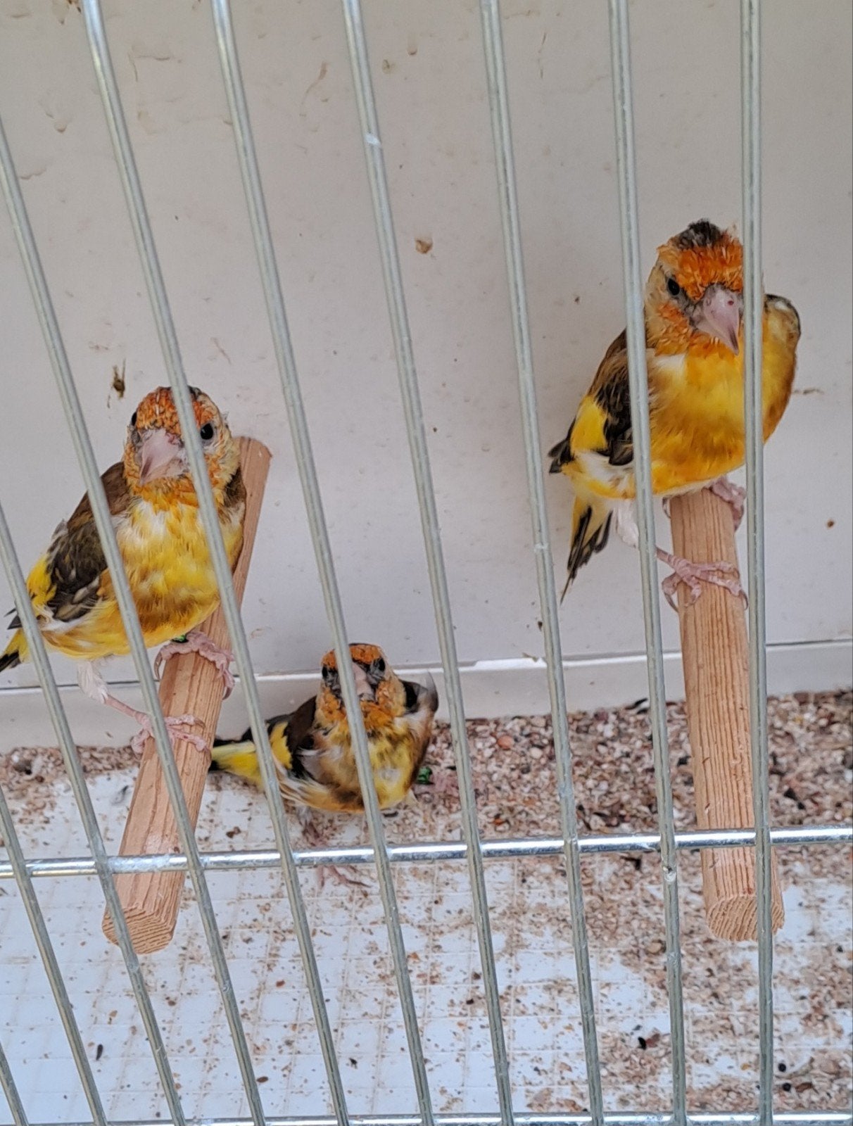 putters, Dieren en Toebehoren, Wildzangvogel