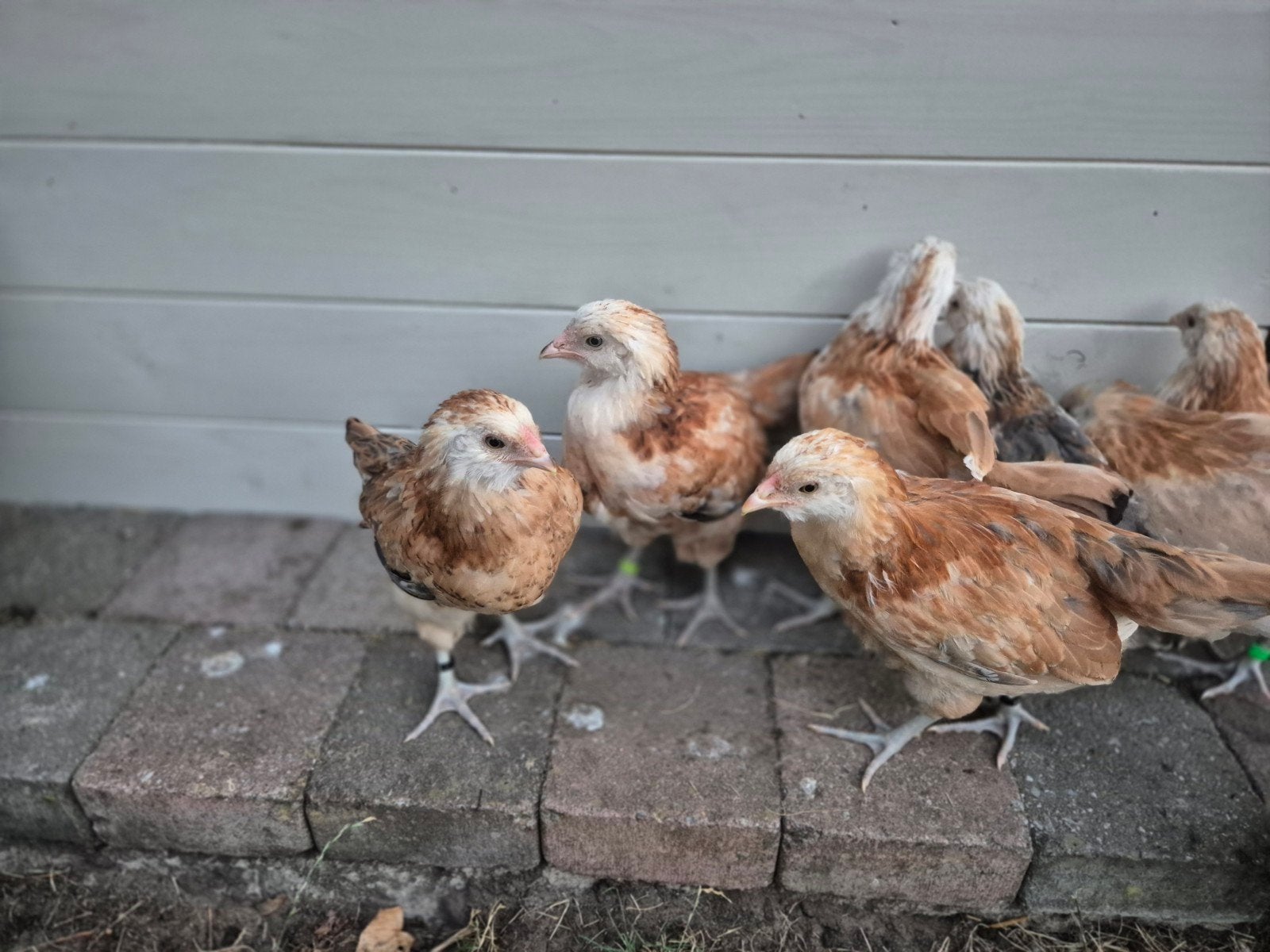 Poules Blauwlegger /Ameraucana