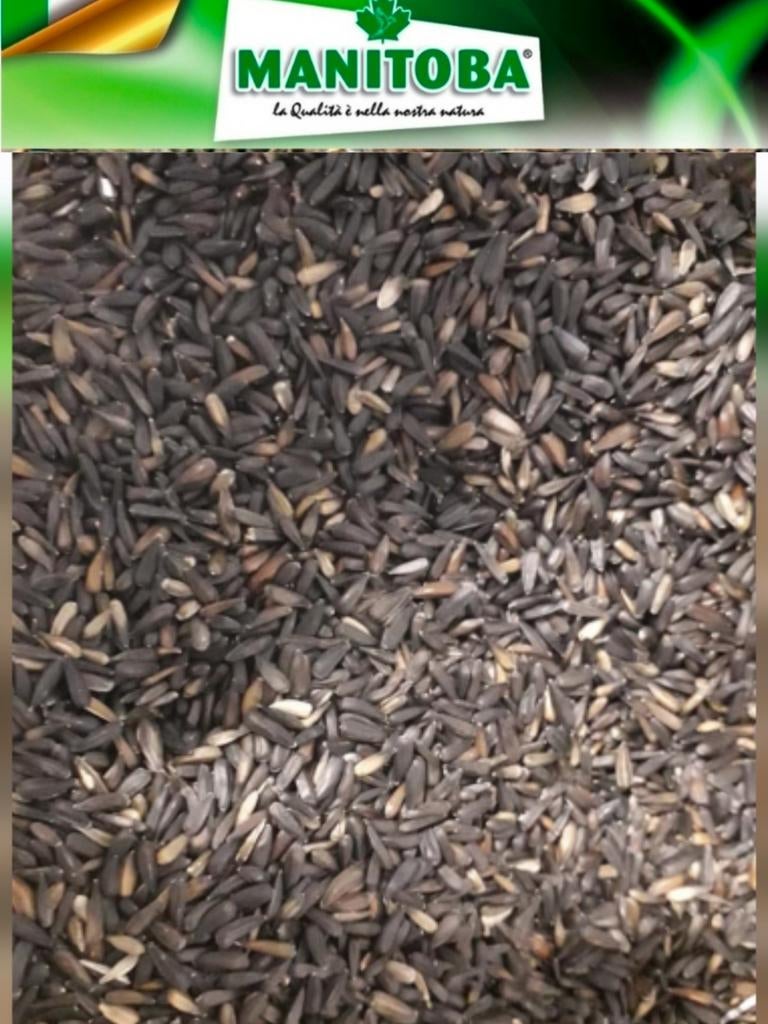 Petites graines de tournesol (picollo) 1 kg - Manitoba, Animaux & Accessoires, Oiseaux | Accessoires, Enlèvement