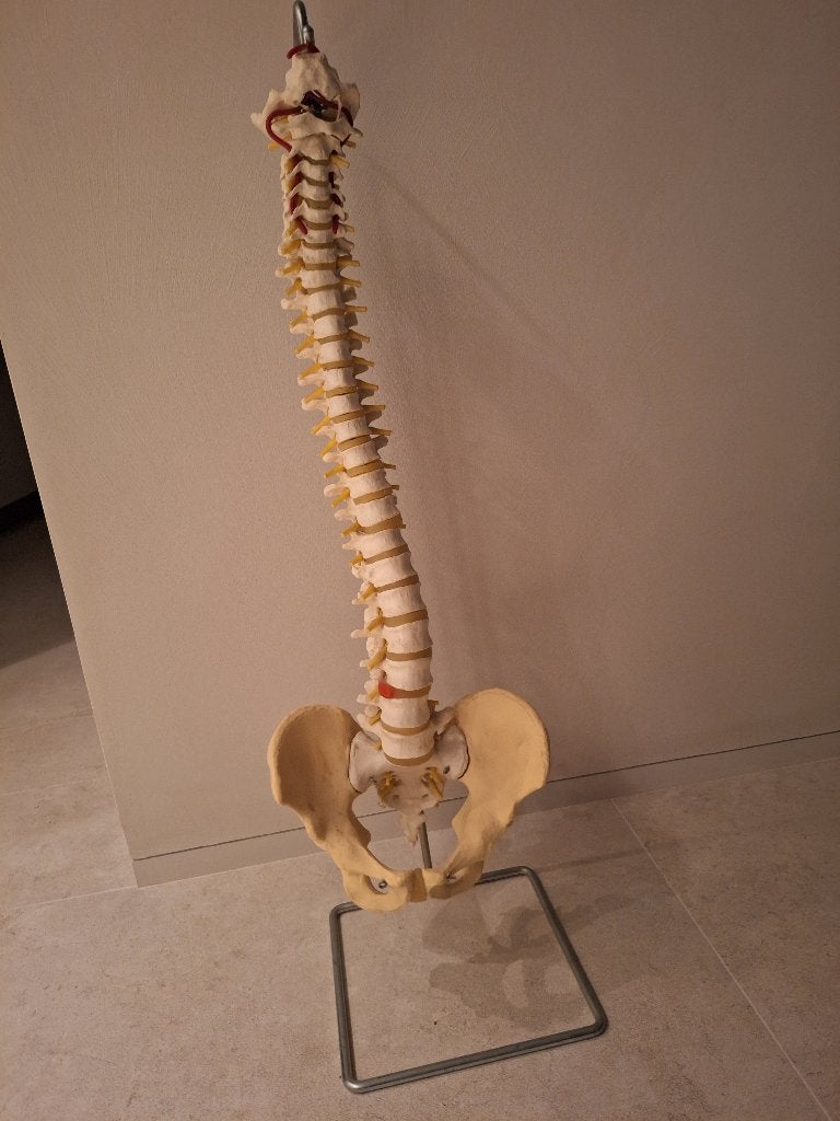 Flexibel anatomisch model van de menselijke wervelkolom, Ophalen, Gebruikt