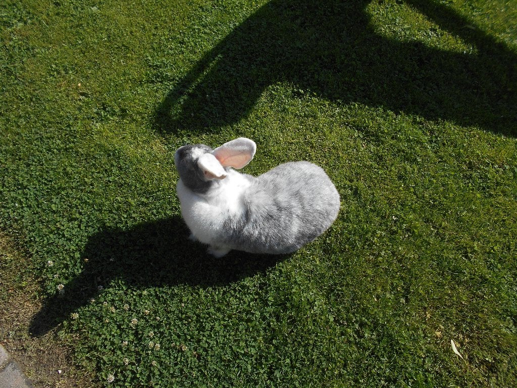 Duitse reuzen, Plusieurs animaux, Grand, 0 à 2 ans