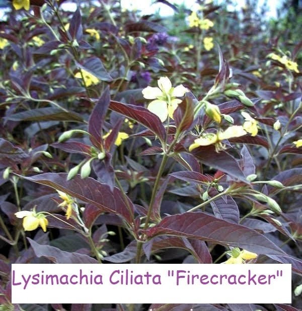 Lysimachia ciliata 'Firecracker', Tuin en Terras, Planten | Tuinplanten, Vaste plant, Halfschaduw, Zomer, Ophalen