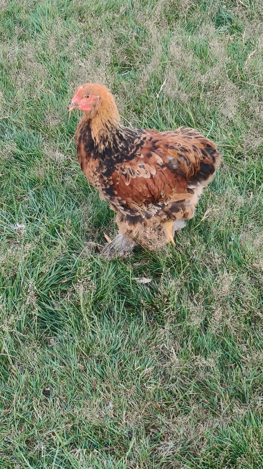 Gratis hanen, Dieren en Toebehoren, Mannelijk, Kip