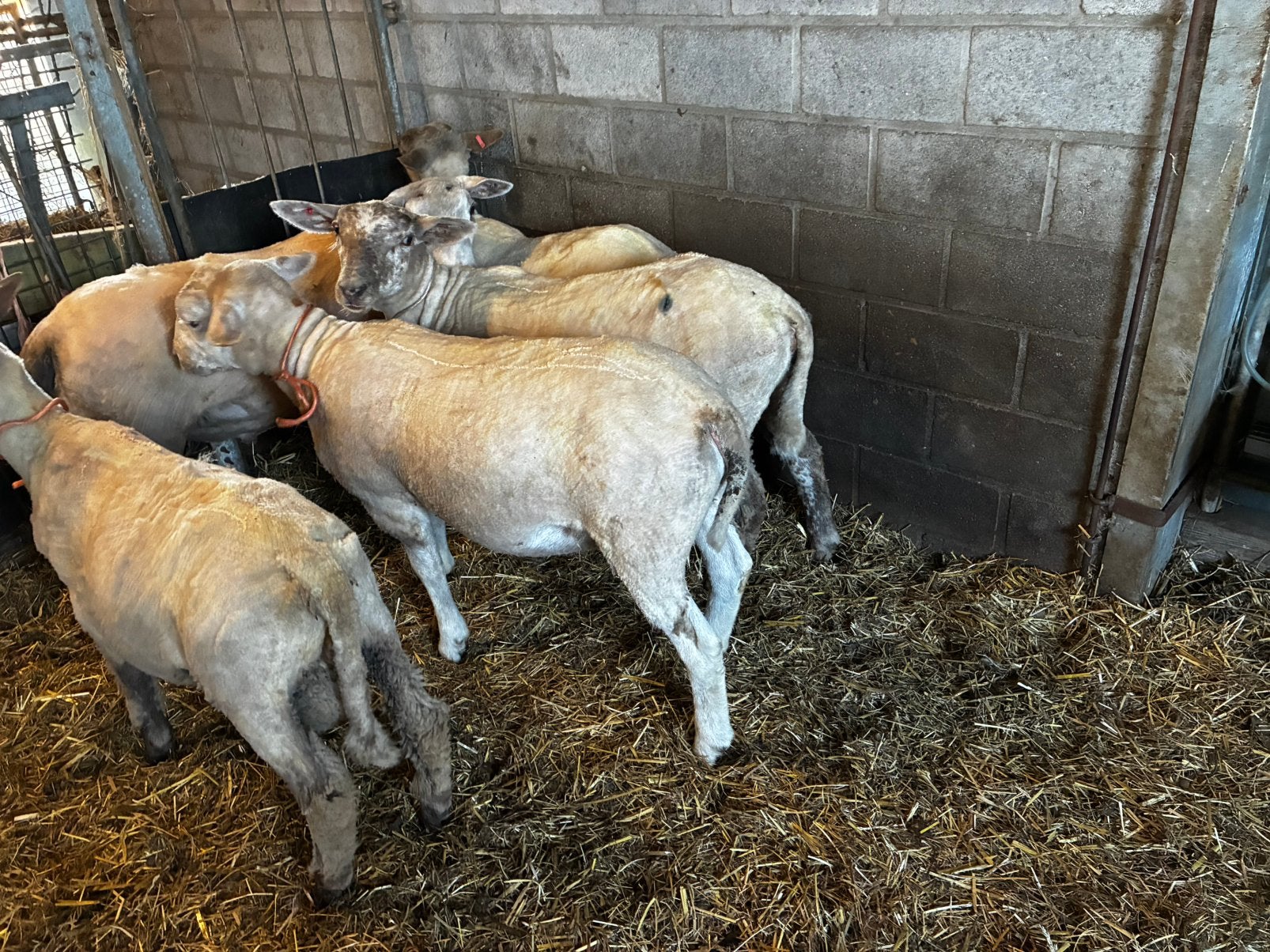 Schapen lammeren ooien en rammen, Dieren en Toebehoren, Meerdere dieren, Schaap, 0 tot 2 jaar