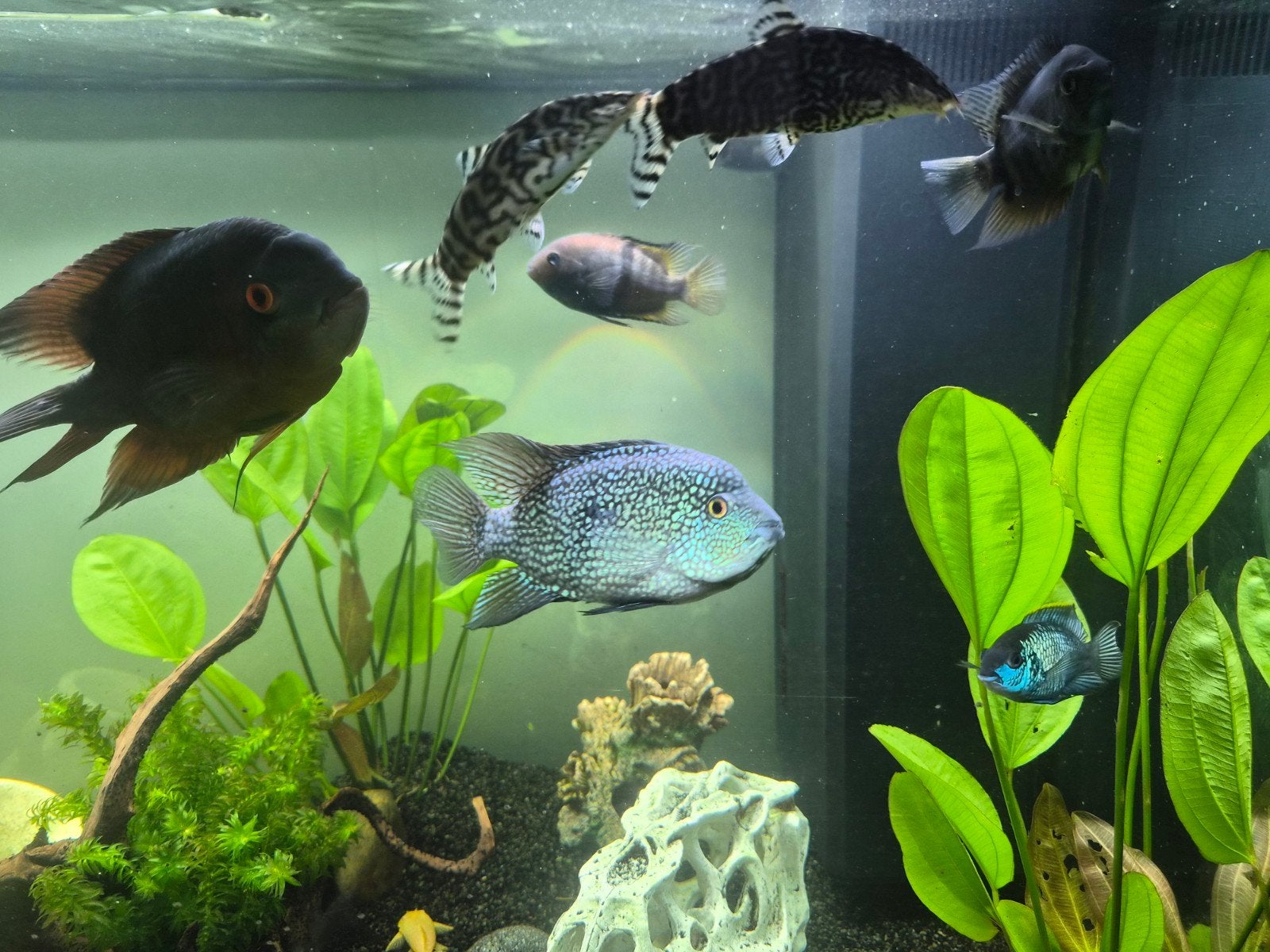 cichliden te koop, Dieren en Toebehoren, Vis, Zoetwatervis