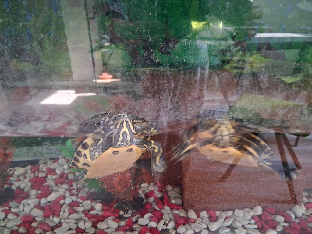 Tortue, Animaux & Accessoires, Tortue, Avec terrarium, 3 à 6 ans