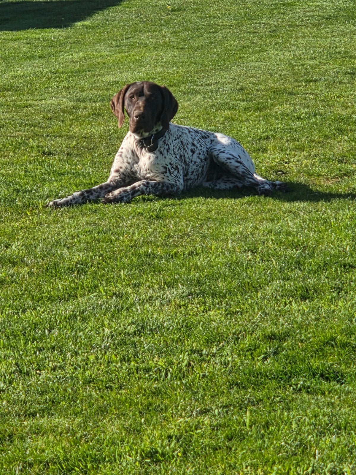 Prachtige duitse staande, Duitse Staande hond, België, Fokker | Hobbymatig, 1 tot 2 jaar