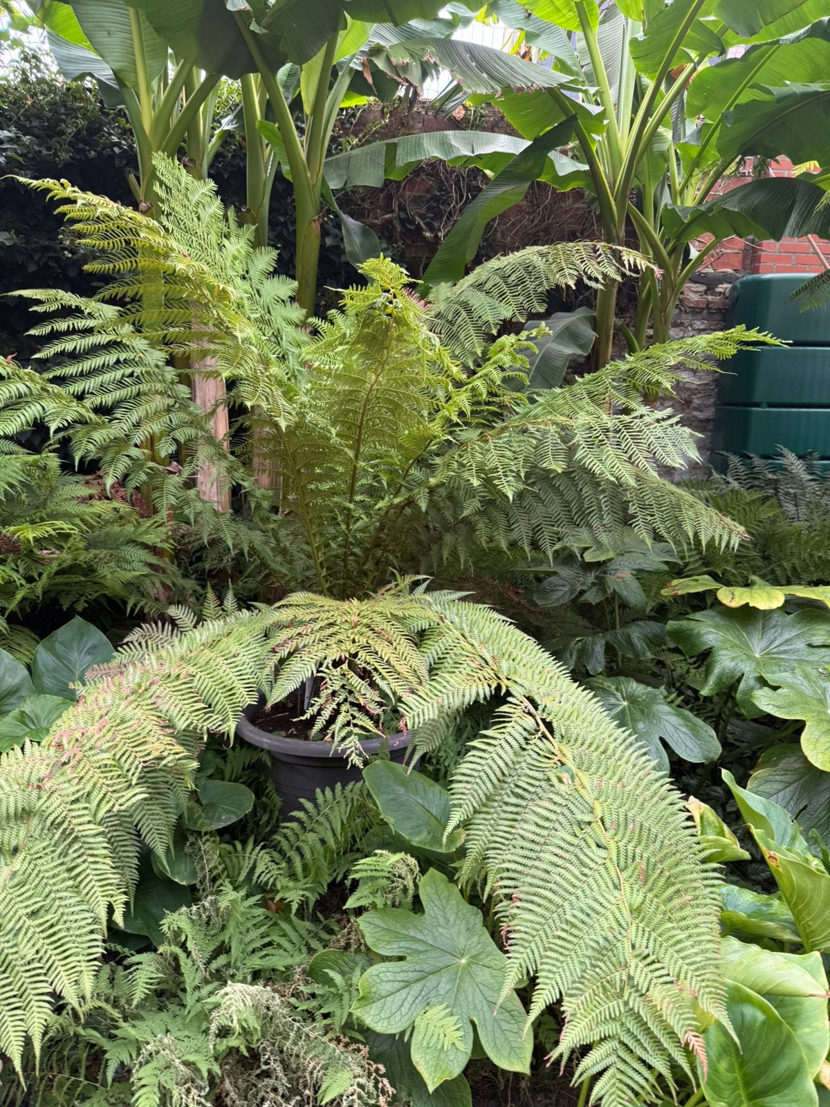 Boomvaren Dicksonia antartica, Tuin en Terras, Ophalen