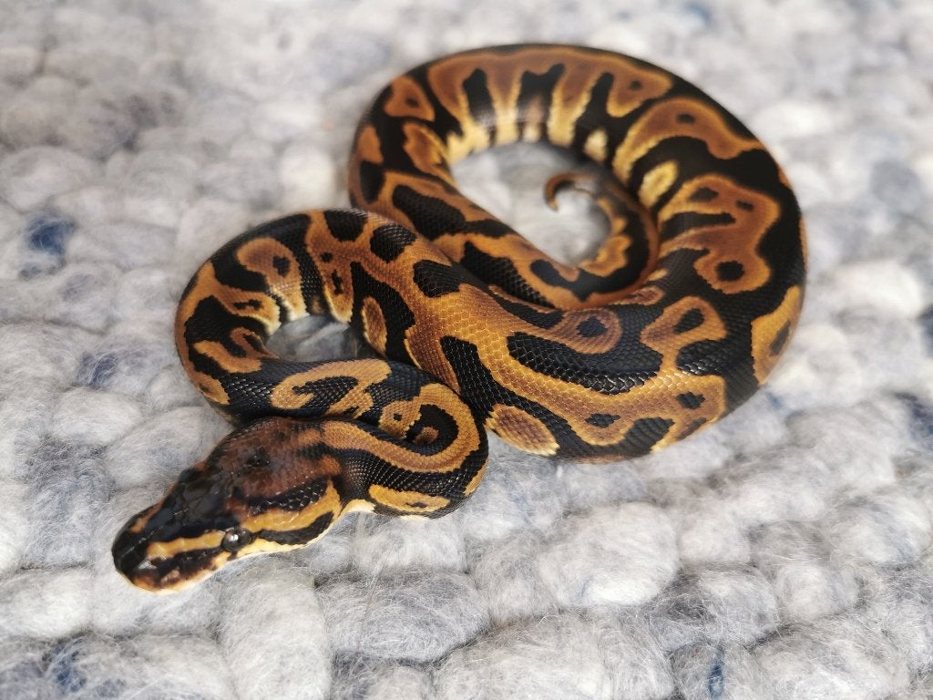 Koningspython; python regius; 1.0; Leopard het Clown Ball Python photo 3