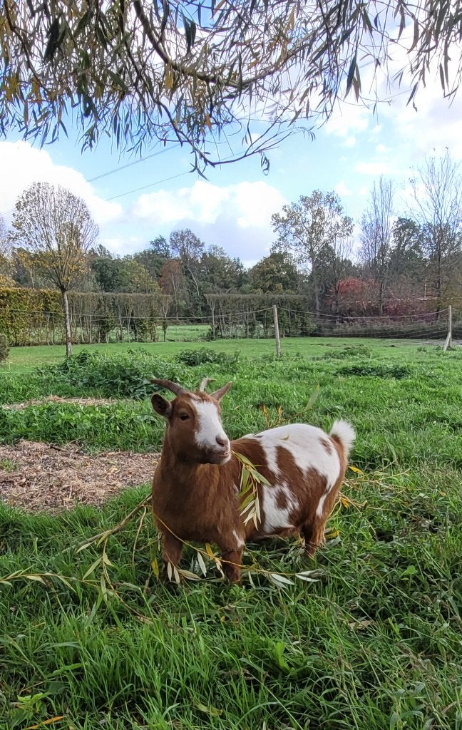 Dwerggeitje, Dieren en Toebehoren, Vrouwelijk, Geit, 3 tot 5 jaar