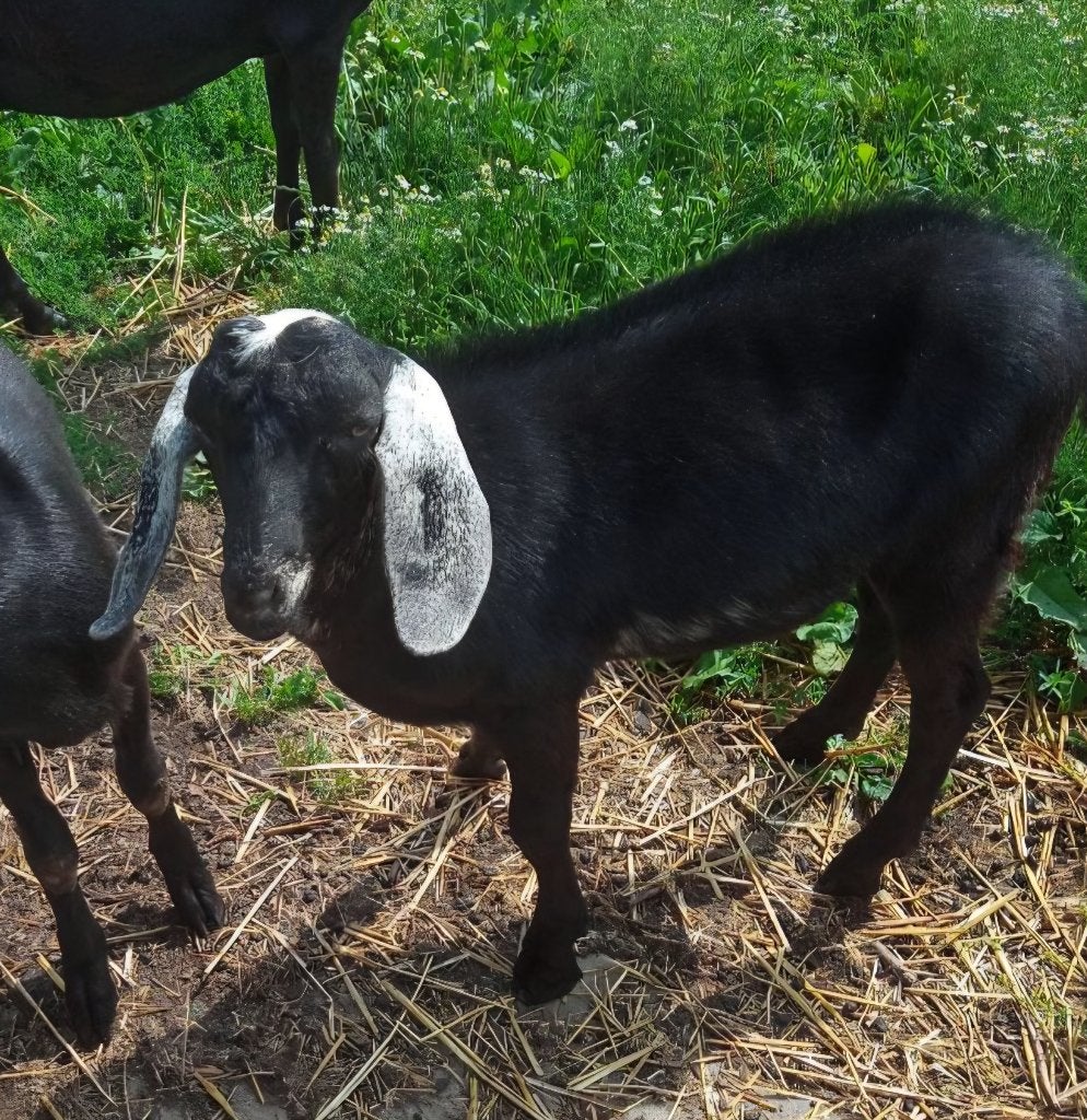 Melkgeiten, Dieren en Toebehoren, Mannelijk, Geit, 0 tot 2 jaar