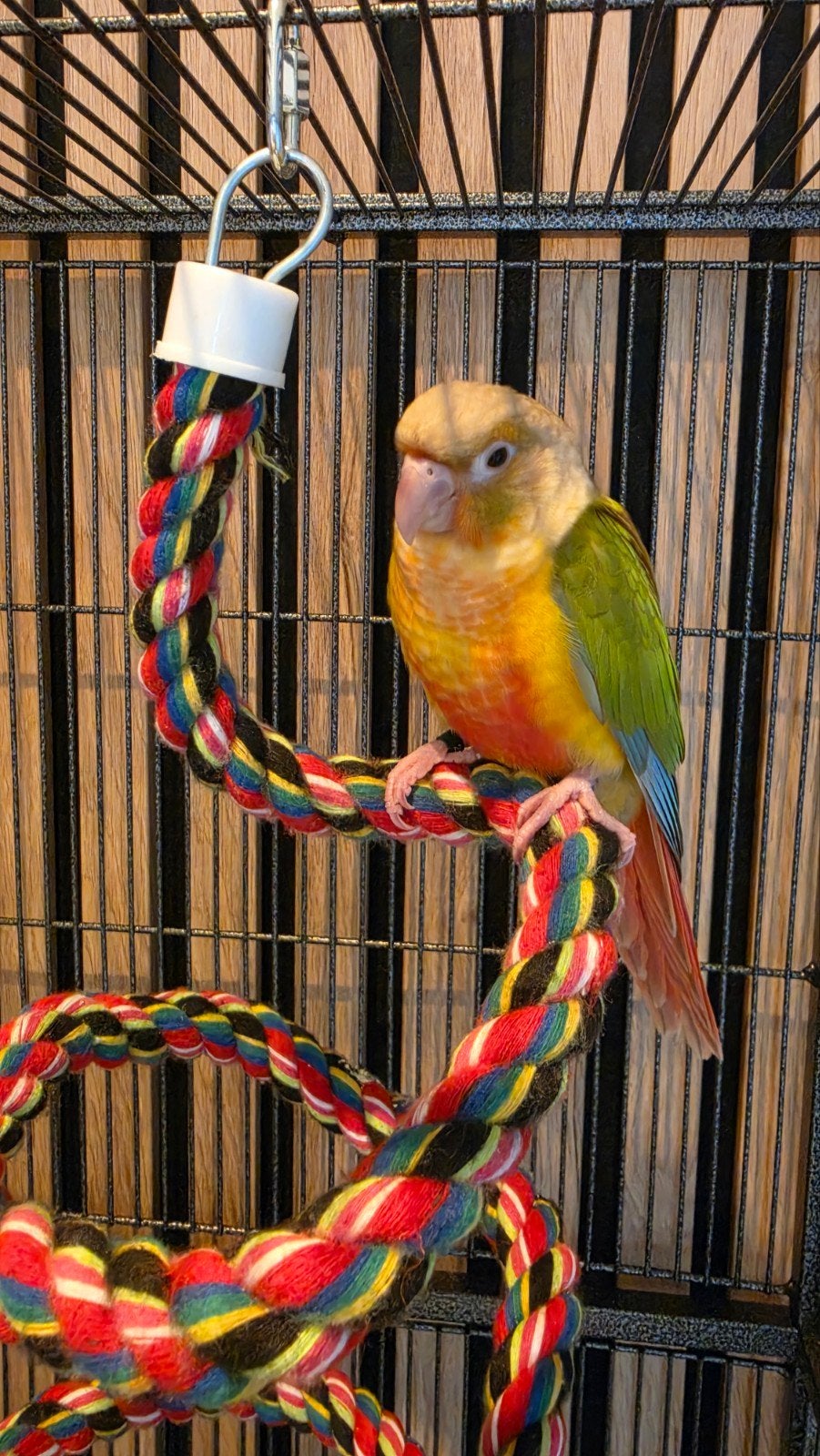 Lieve jonge Pyrrhura, Dieren en Toebehoren