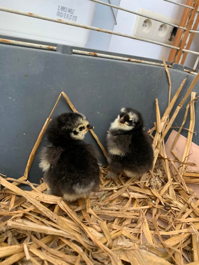 6 poussins FEMELLEs pondeuse, 2 poussins coucou, à vendre,, Plusieurs animaux, Poule ou poulet