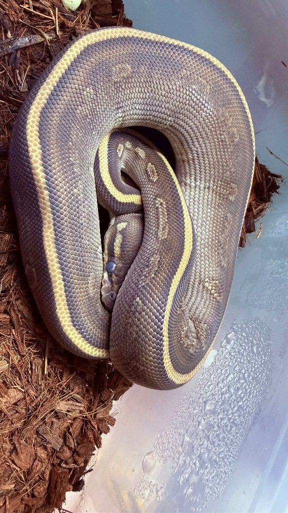 Verschillende ball pythons te koop Ball Python photo 19