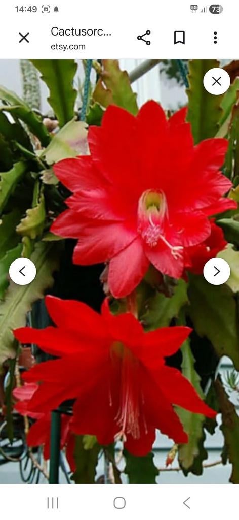 Cactus orchidee grote planten., Enlèvement