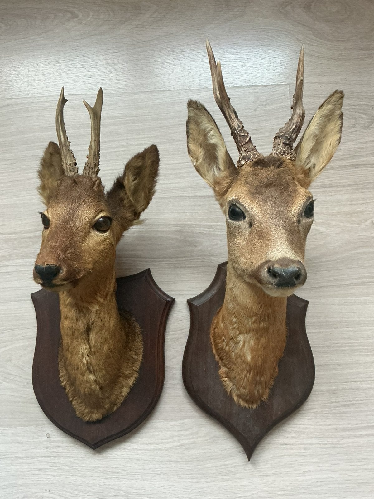 Taxidermie: Hertenkoppen - Reeënkoppen., Collections, Enlèvement, Utilisé, Cerf, Bois ou Tête