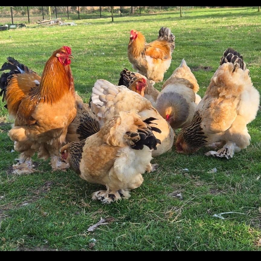 Broedeieren Brahma Colombia zwart en blauw buff, Dieren en Toebehoren, Pluimvee