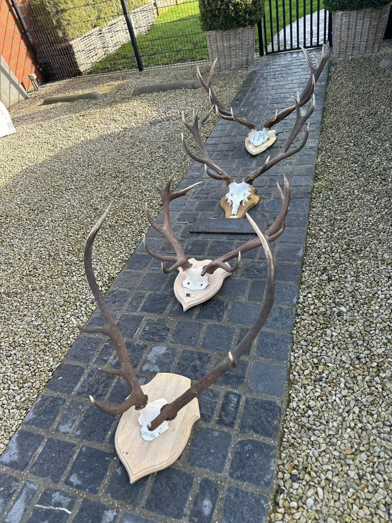Schedels geweien edelherten, Antiek en Kunst, Ophalen